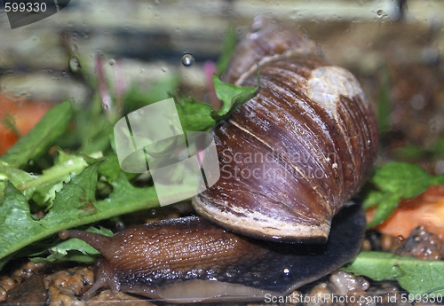 Image of snail