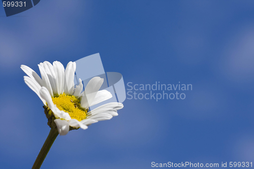Image of daisy