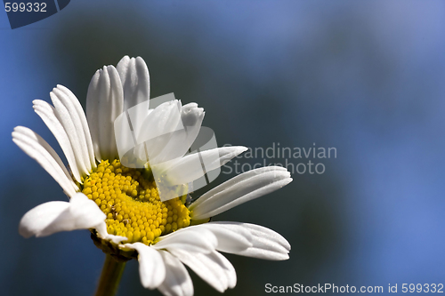 Image of daisy