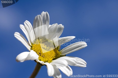 Image of Daisy