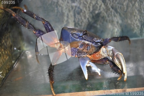 Image of crab