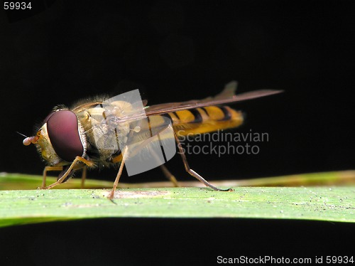 Image of Insect with striped