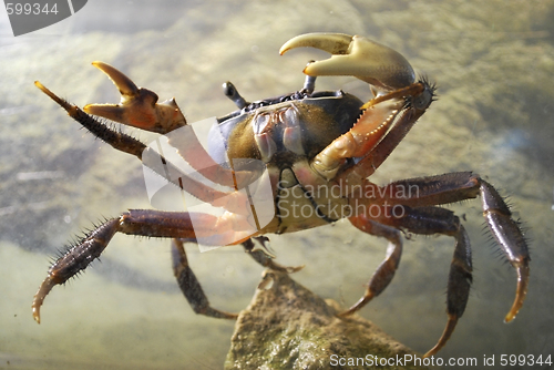 Image of crab