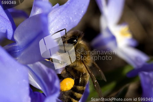 Image of bee 