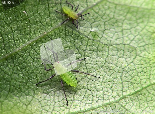 Image of Aphis