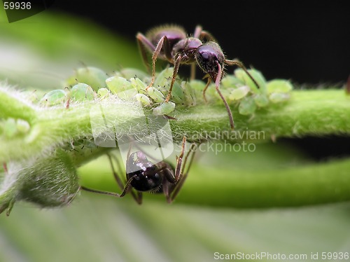 Image of ants and aphises
