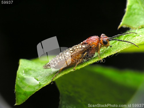 Image of Insect