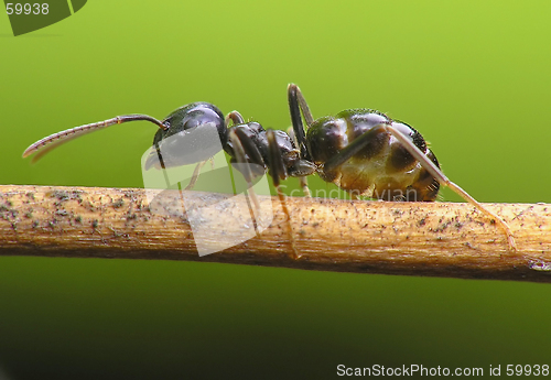 Image of Ant