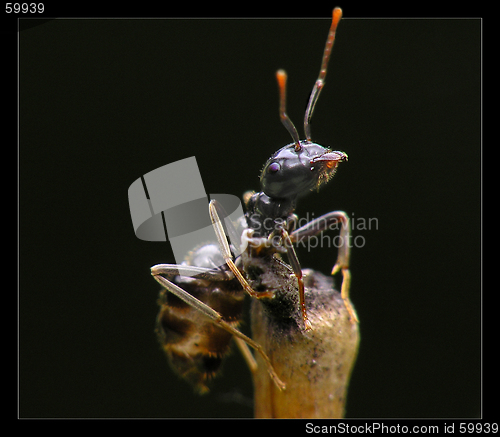 Image of Ant