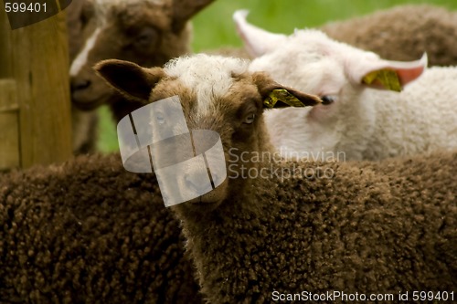 Image of brown lamb