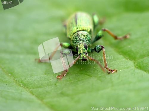 Image of Green beetle