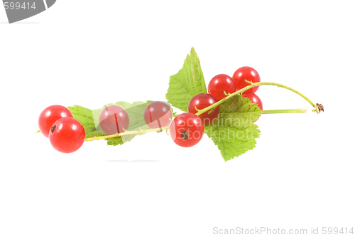 Image of  fruit