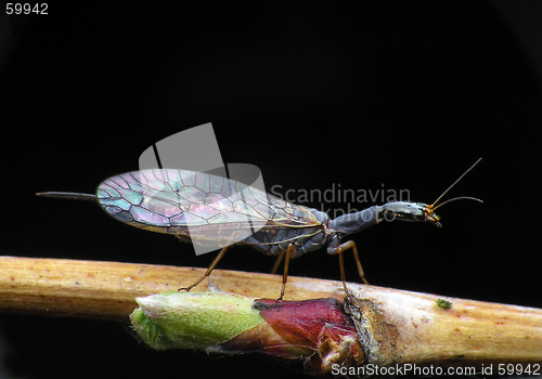 Image of Fly or Dragon-fly