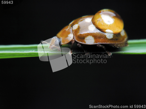 Image of Ladybug and drop water