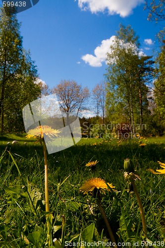 Image of Dandelions