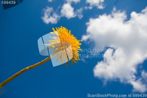 Image of dandelion against summer sky