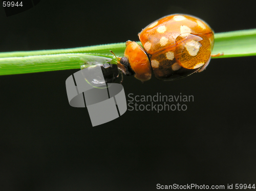 Image of Ladybug drinking