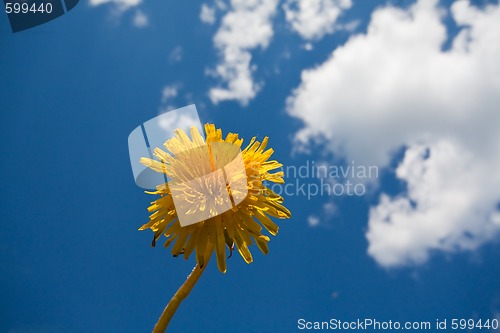 Image of dandelion