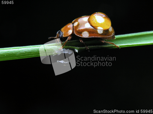 Image of Ladybug with drop water