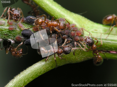 Image of Ants and aphises