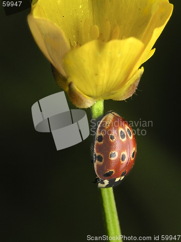 Image of Ladybug on yellow flower
