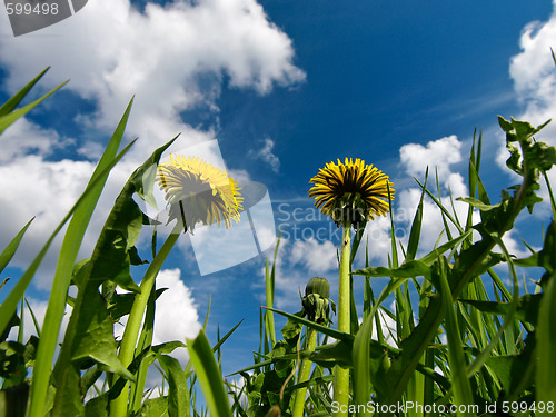 Image of dandelion