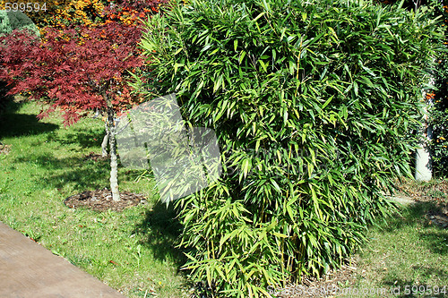 Image of Bamboo in garden