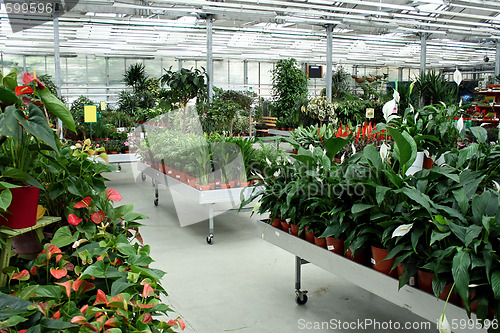 Image of Botanic store