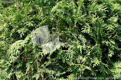 Image of Conifer green pattern