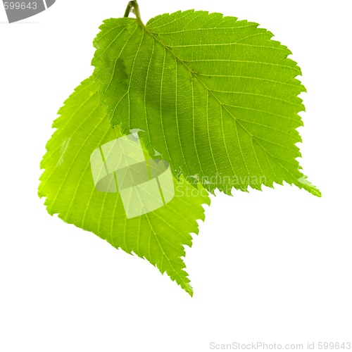Image of green leaves