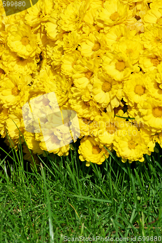 Image of Flowers and grass