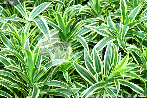 Image of Plants pattern