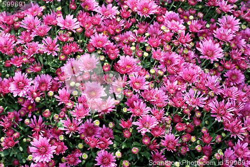 Image of Purple floral pattern