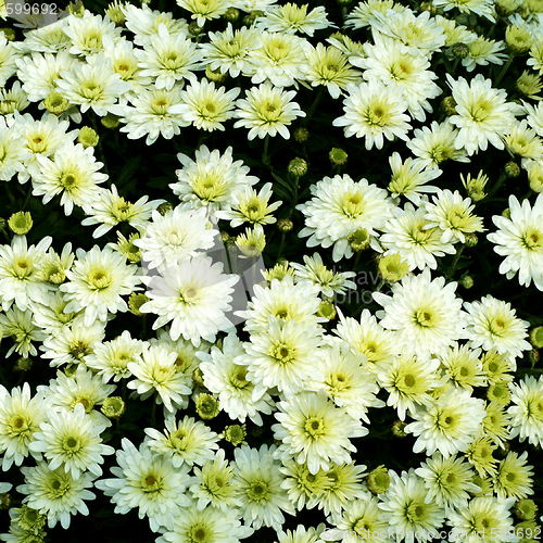Image of White flowers