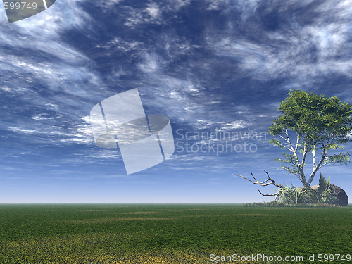 Image of birch