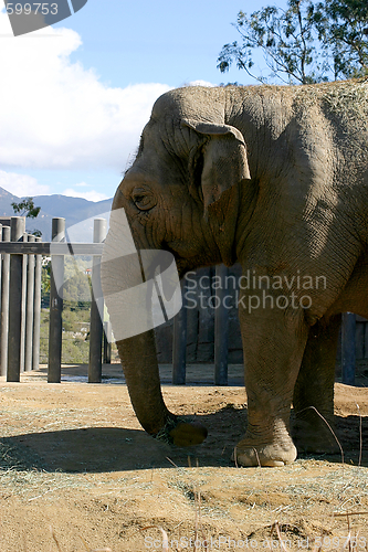 Image of Elephant (4687)