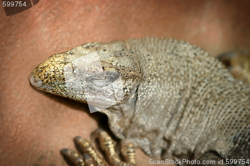 Image of Iguana (4836)