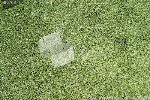 Image of Green Lawn (6478)