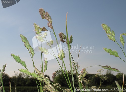 Image of Roadside at springtime