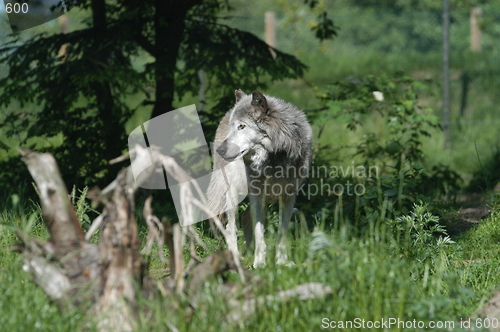 Image of Alert Wolf