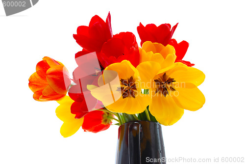 Image of fresh tulips