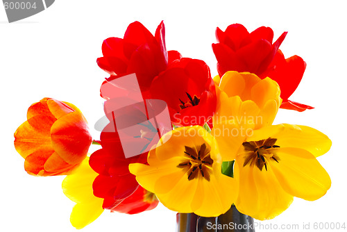 Image of fresh tulips