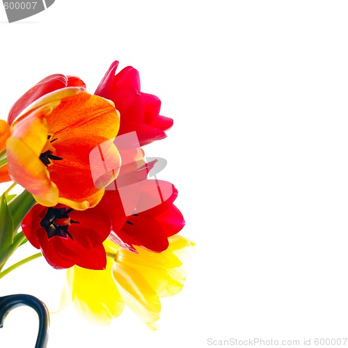 Image of fresh tulips