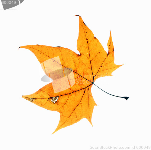 Image of Autumn leaf background