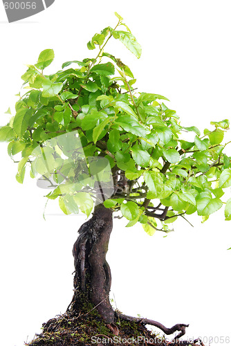 Image of Bonsai tree