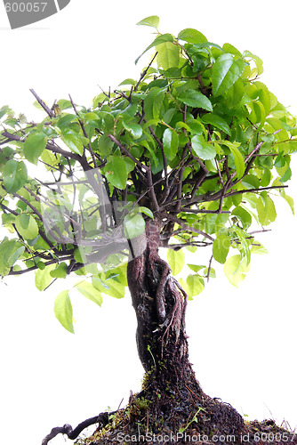 Image of Bonsai tree