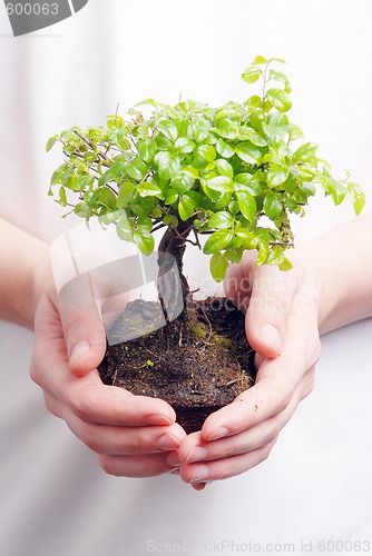 Image of Hands holding a Bonsai tree