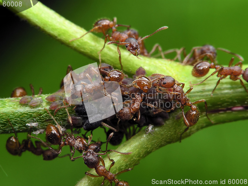 Image of Ants and aphises