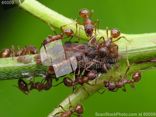 Image of Ants and aphises
