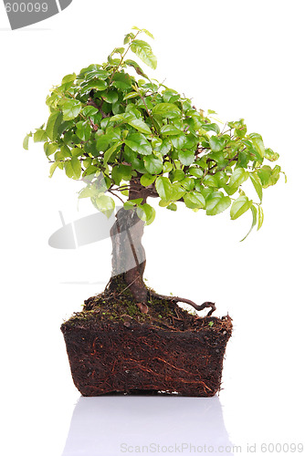 Image of Bonsai tree